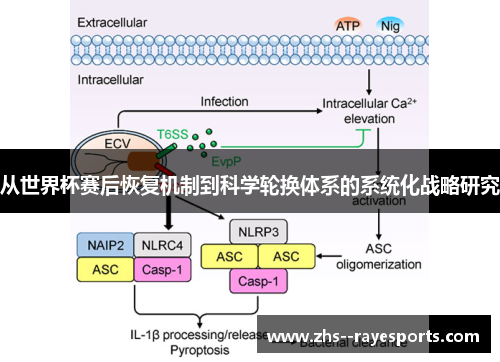 从世界杯赛后恢复机制到科学轮换体系的系统化战略研究